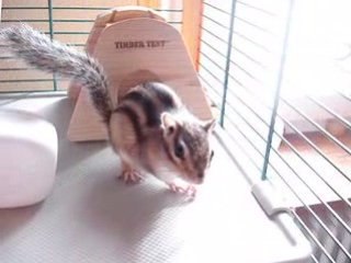 Luigi aime la compote !