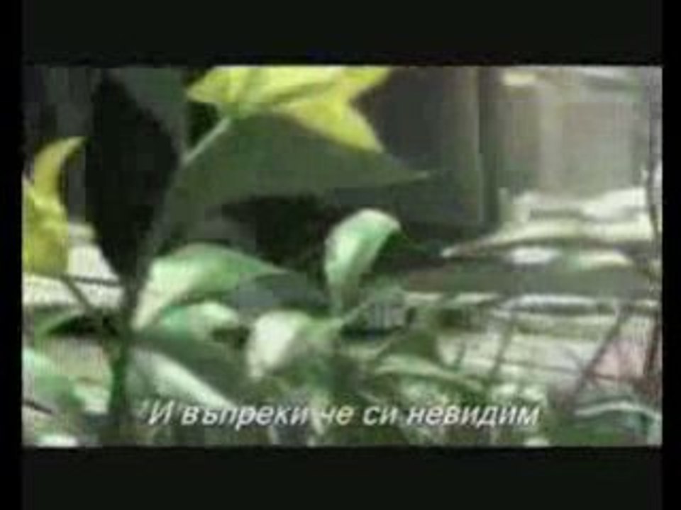Never Alone BG Subs