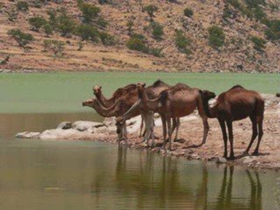 Amarg Fusion 05- Nedra tawada 2008