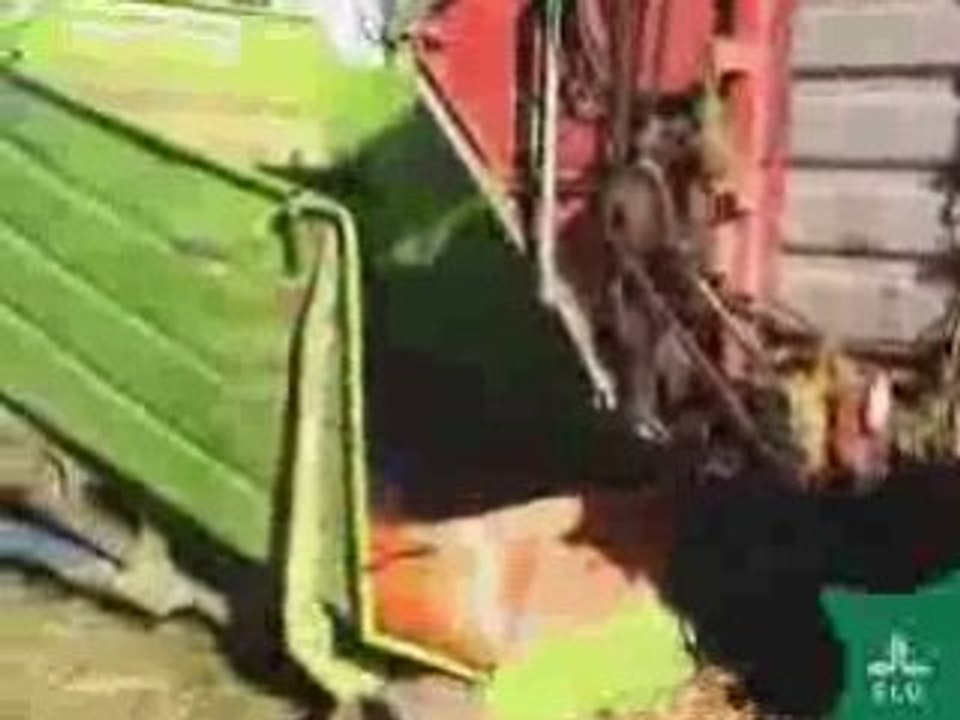 Making Biogas from hemp