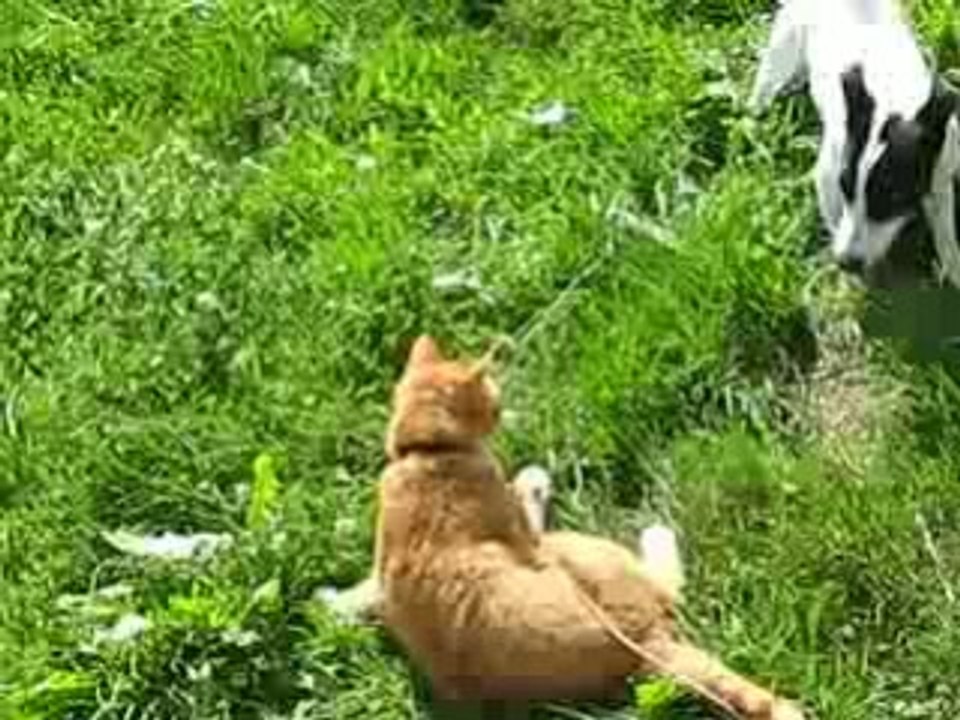 L' amour vache entre chien et chat