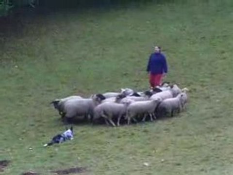 Journée Troupeau du 01/11/2008 Dixie 4ème passage