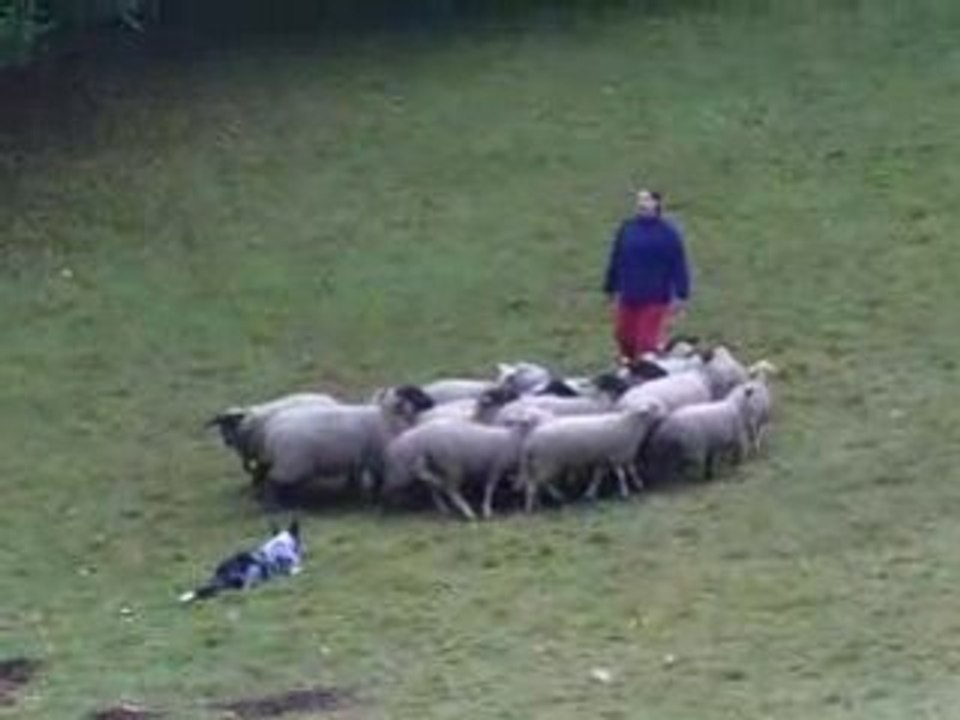 Journée Troupeau du 01/11/2008 Dixie 4ème passage