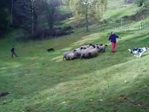 Journée troupeau du 01/11/2008 premier passage de Gavroche