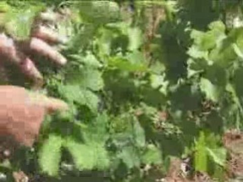 domaine viticole biologique BANNIERES à Castries 34160