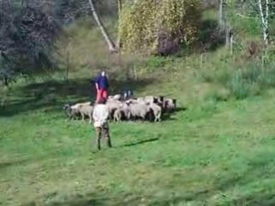 Journée troupeau du 01/11/2008 1er passage Dixie