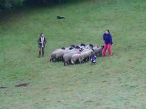 Journée troupeau du 01/11/2008 2ème passage Dixie