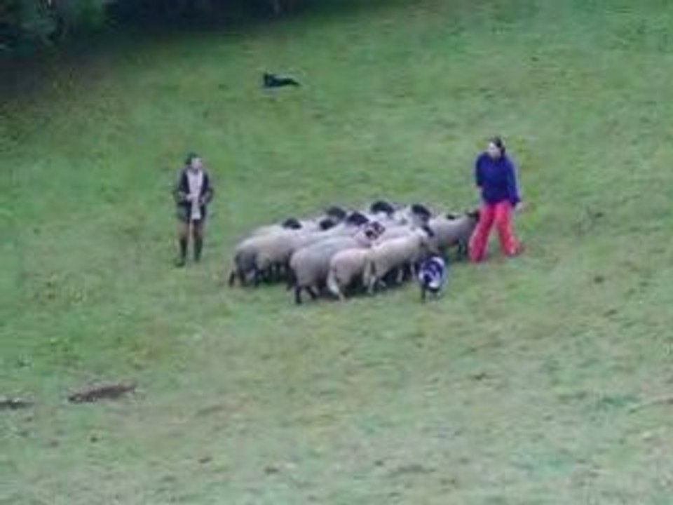 Journée troupeau du 01/11/2008 2ème passage Dixie