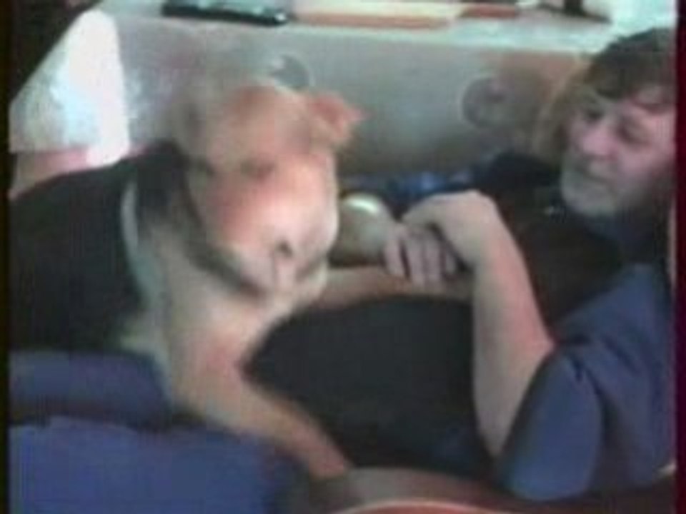 1994.11.00 Les animaux