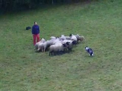 Journée troupeau du 01/11/2008 3ème passage Dixie