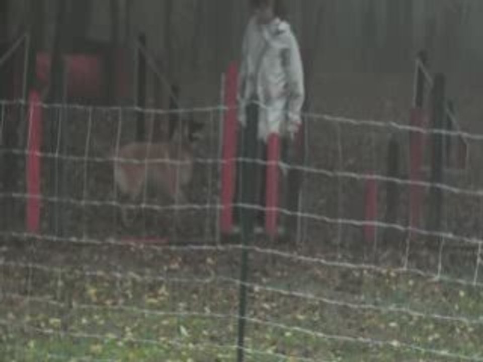 Hapril agility 01 11 08