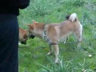 Rencontre Shiba 01/11/08 Mazaugues