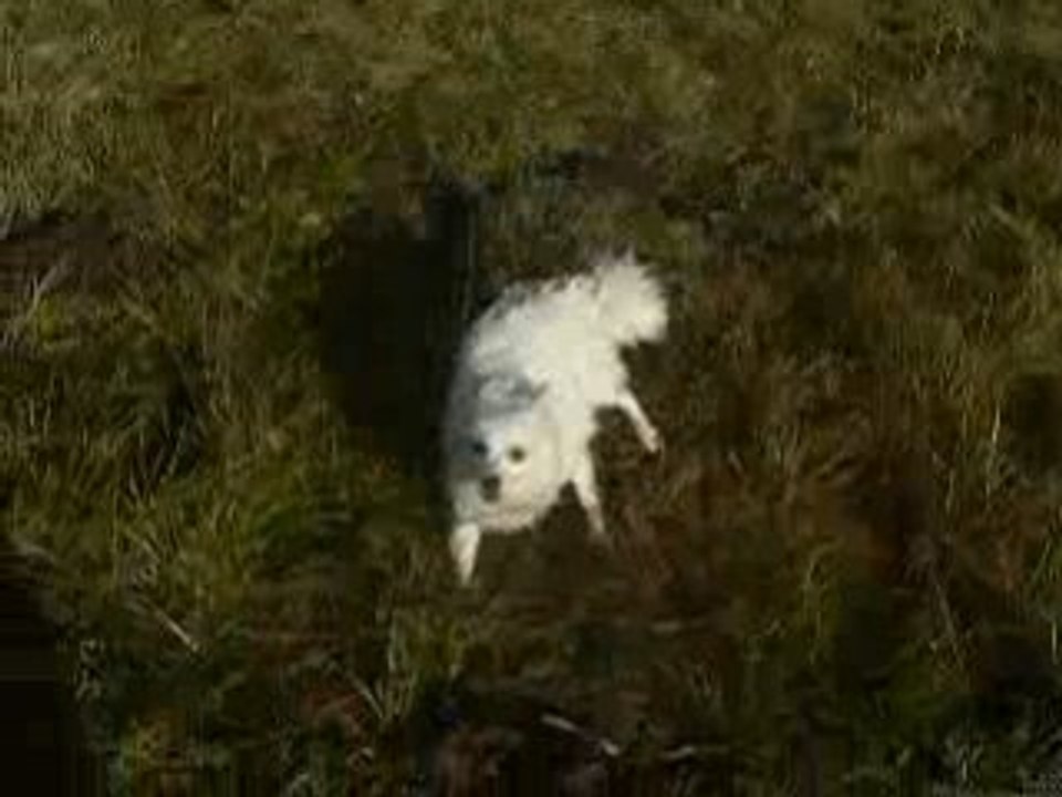 Chien: le loulou de Turystistan