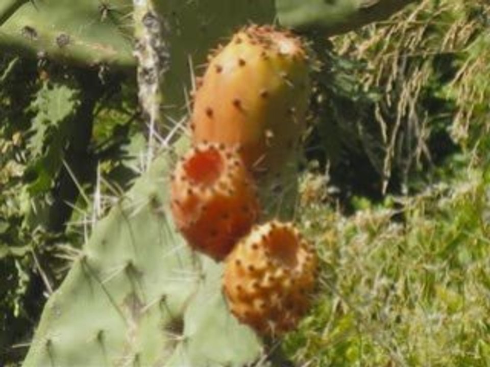 L'andatura