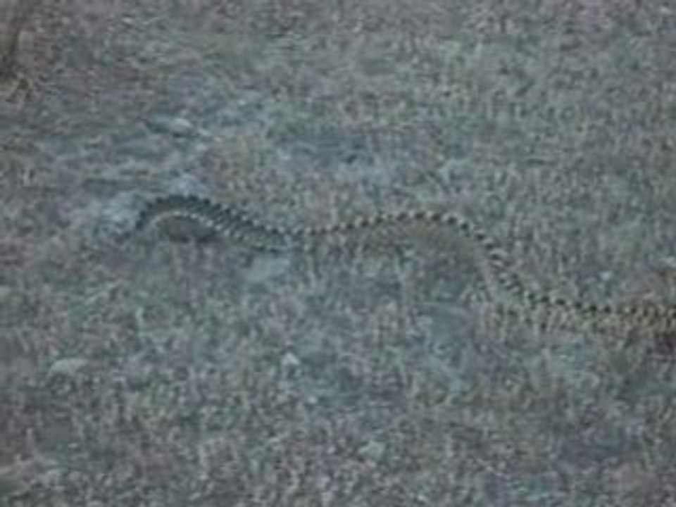 usa serpent