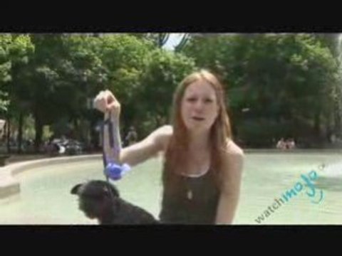 Dog Toys and Gadgets