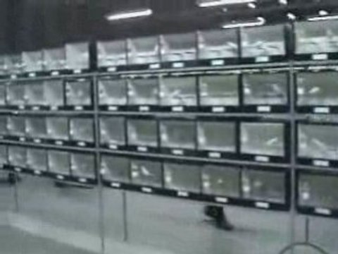 Les lipos jaune blancs malines 2008