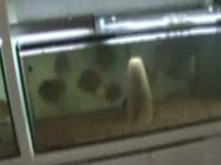 AB-OVO DİSCUS STANDI