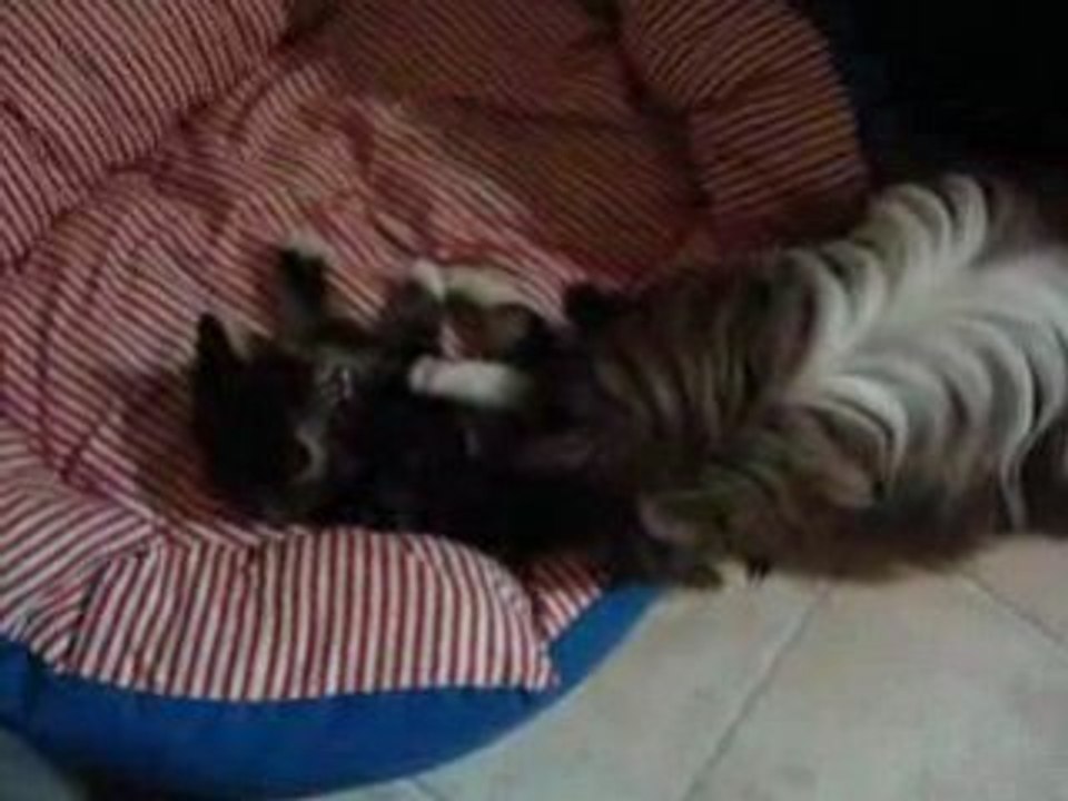 Vidéo 065