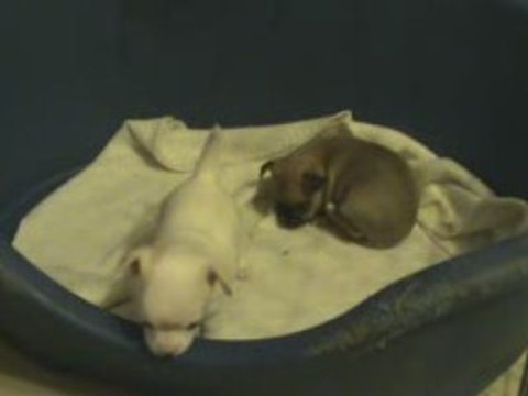 Copaya et sa soeur - bébés chihuahuas à 3,5 semaines