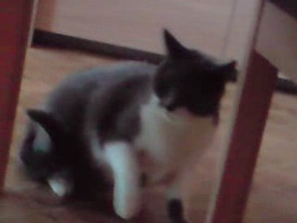 enmerder le chat a bug