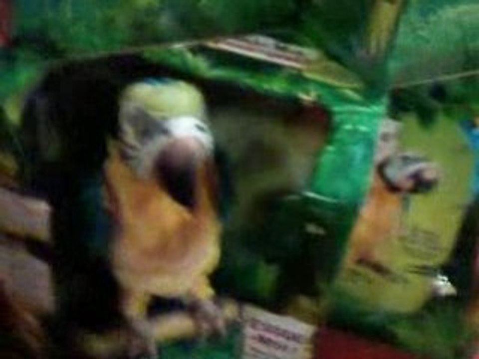 Mambo le perroquet (H).