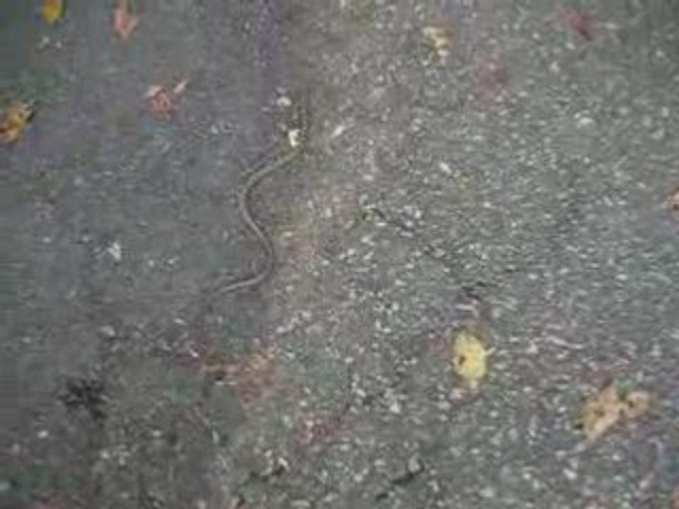 Un serpent qui nage: le 14 mai 2008 à Nara