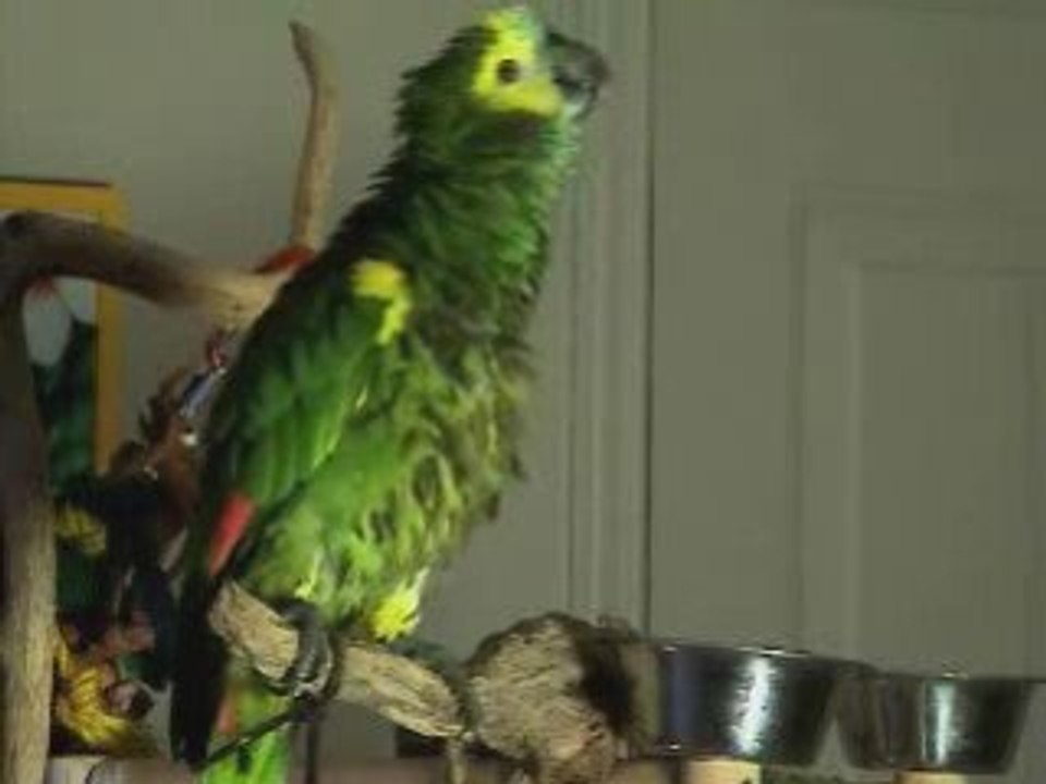 Tooki perroquet amazone chante E.Piaf