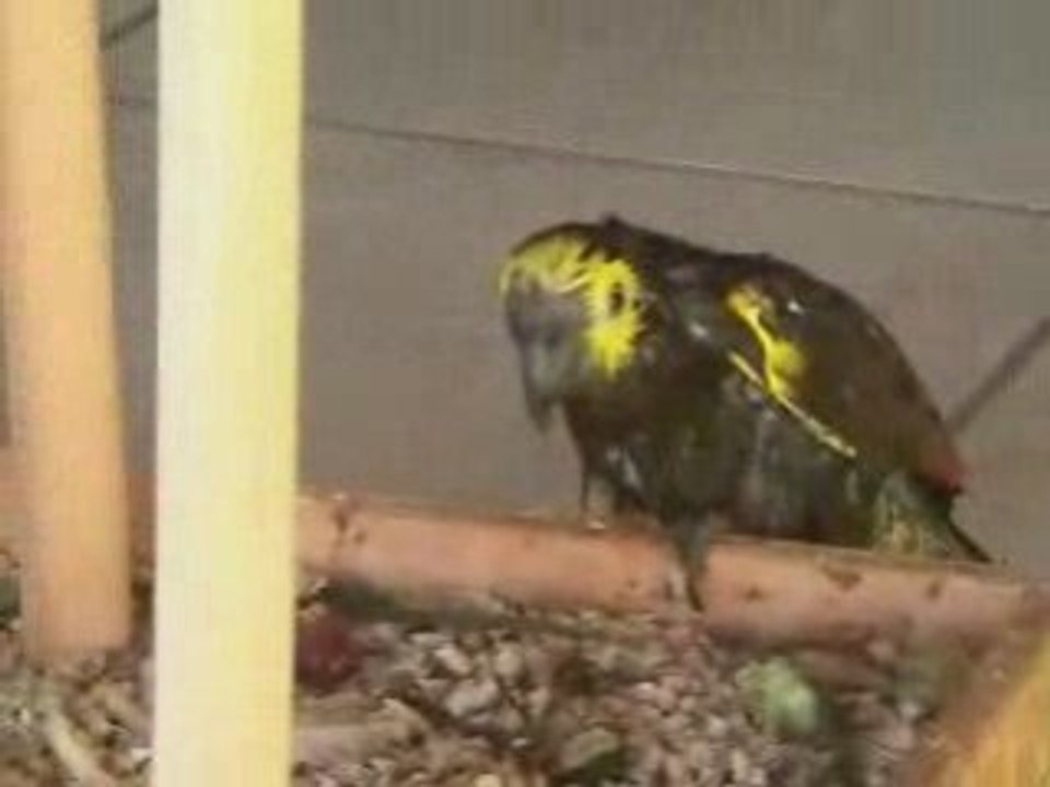 Tooki perroquet amazone prend sa douche