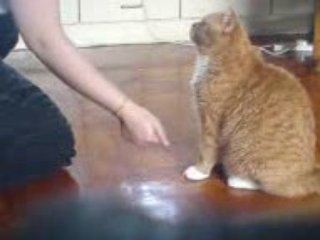 milestones in a kittens life for you to treasure