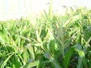 INEFFABLE,BEAU PAYSAGE