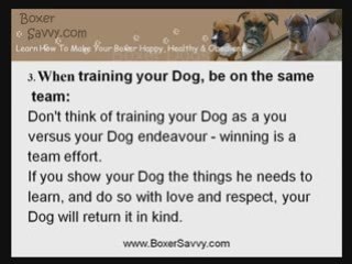Boxer Training: Three Important Tips For Every Owner