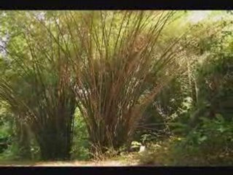 Voyage en Guyane - Sentier du Rorota