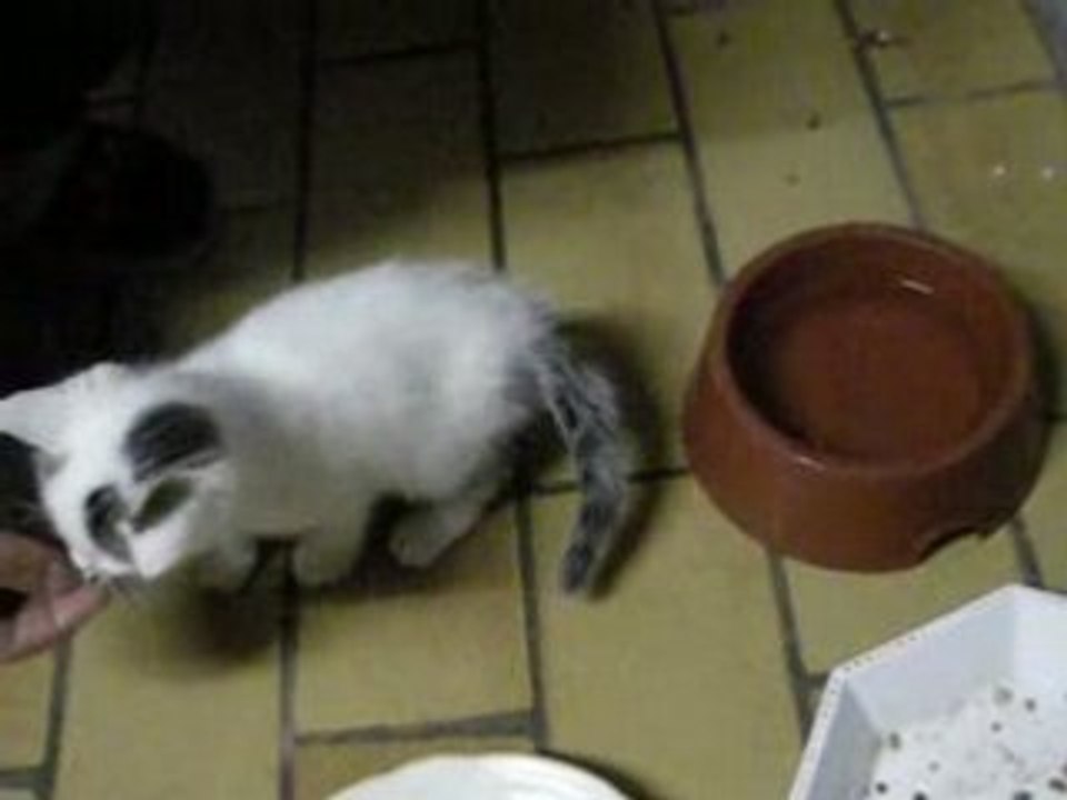 morfale de chat