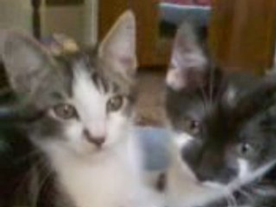 Chatueurs