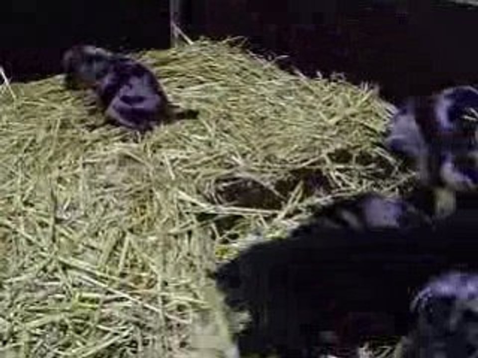 Chiots beaucerons de l'élevage d'araval