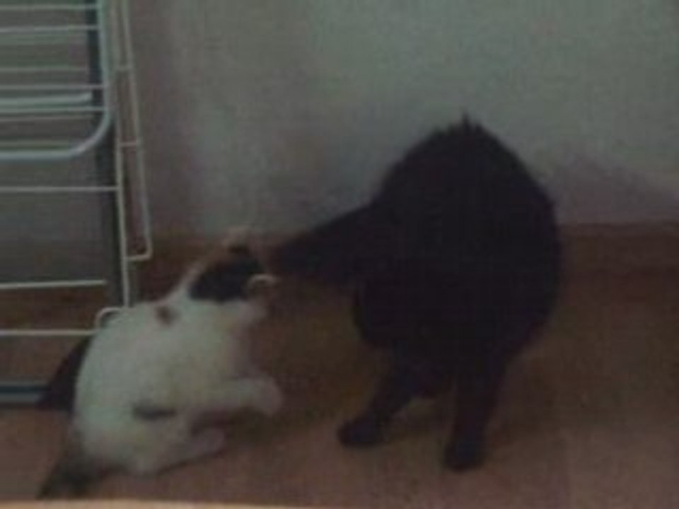 Nougat et Khyara