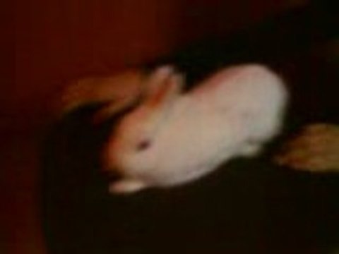 Mdrr Pauvre Lapin xD