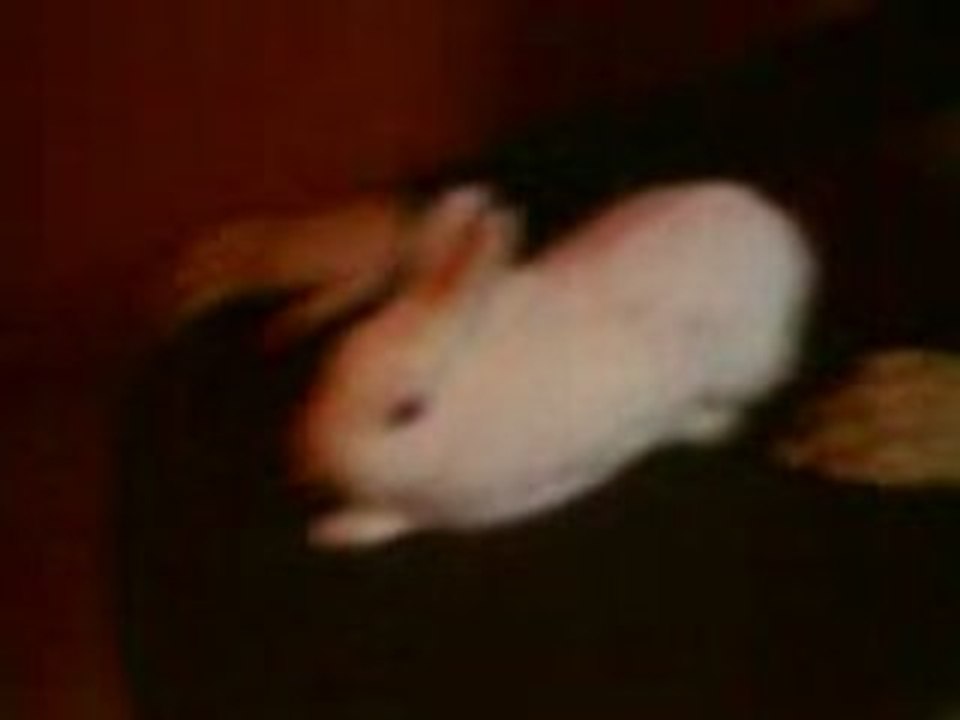 Mdrr Pauvre Lapin xD