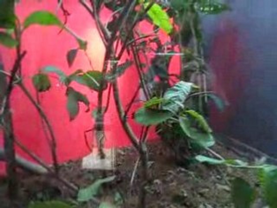 insectarium
