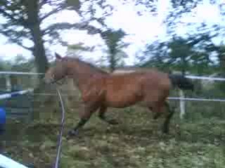 Rudy en saut enliberté
