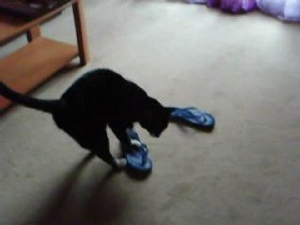 Popeye le chat destructeur de tongs professionnel