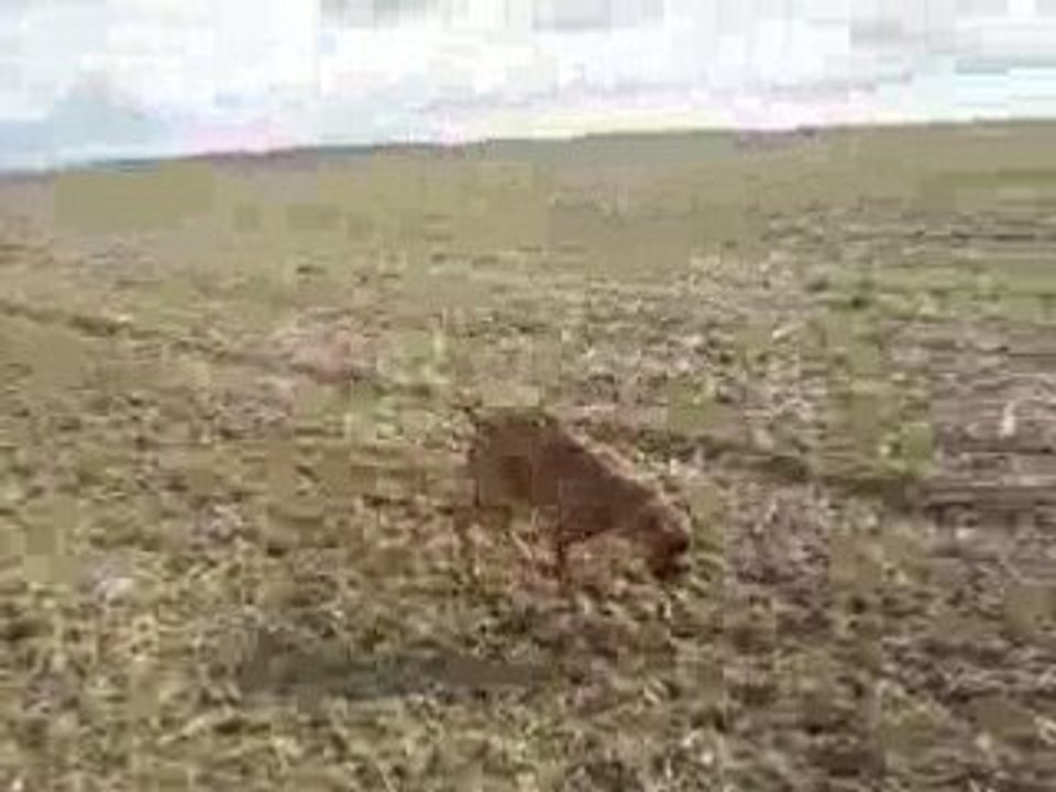 dolly dans les champs