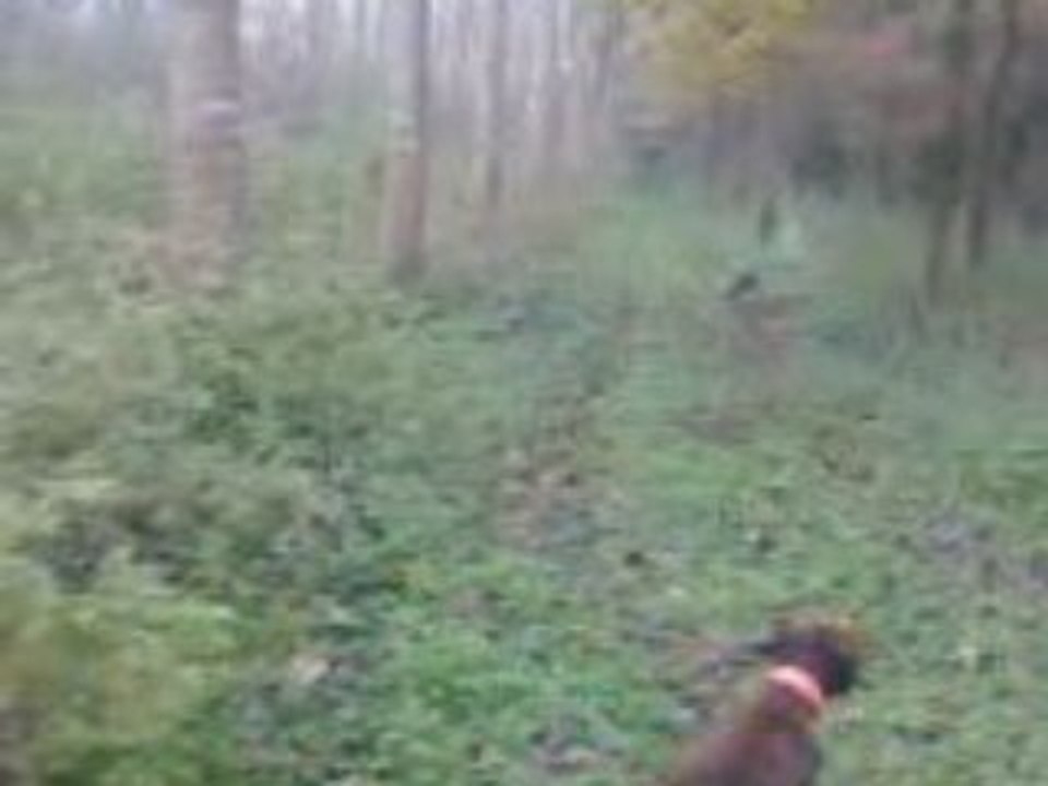 VID034