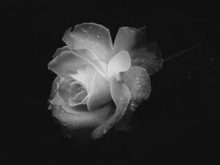 Per sempre tua saro'