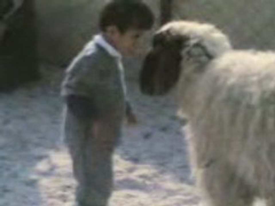 ولدصغيرينطح
