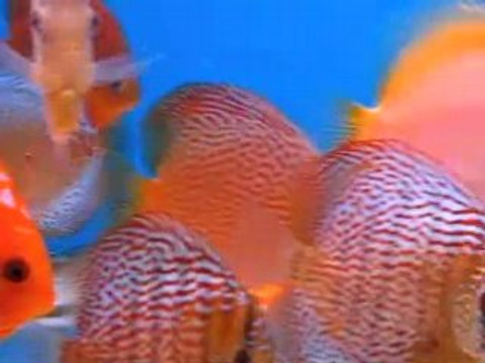 Encore quelques jeunes discus ...