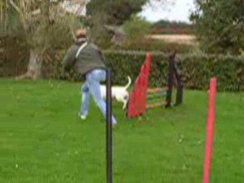 bull-terrier agylity (les débuts de chupa)