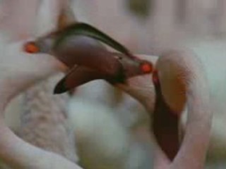 Les ailes pourpres