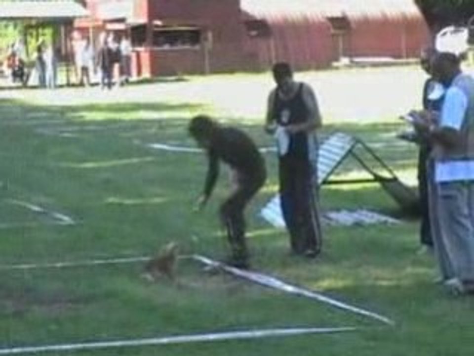 chihuahua concours chien truffier " The Sourannya"